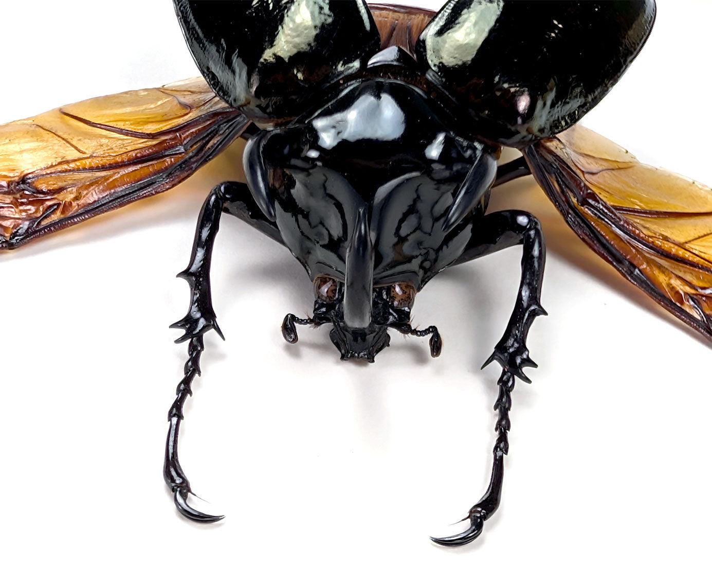 Chalcosoma atlas – Nashornkäfer im Rahmen