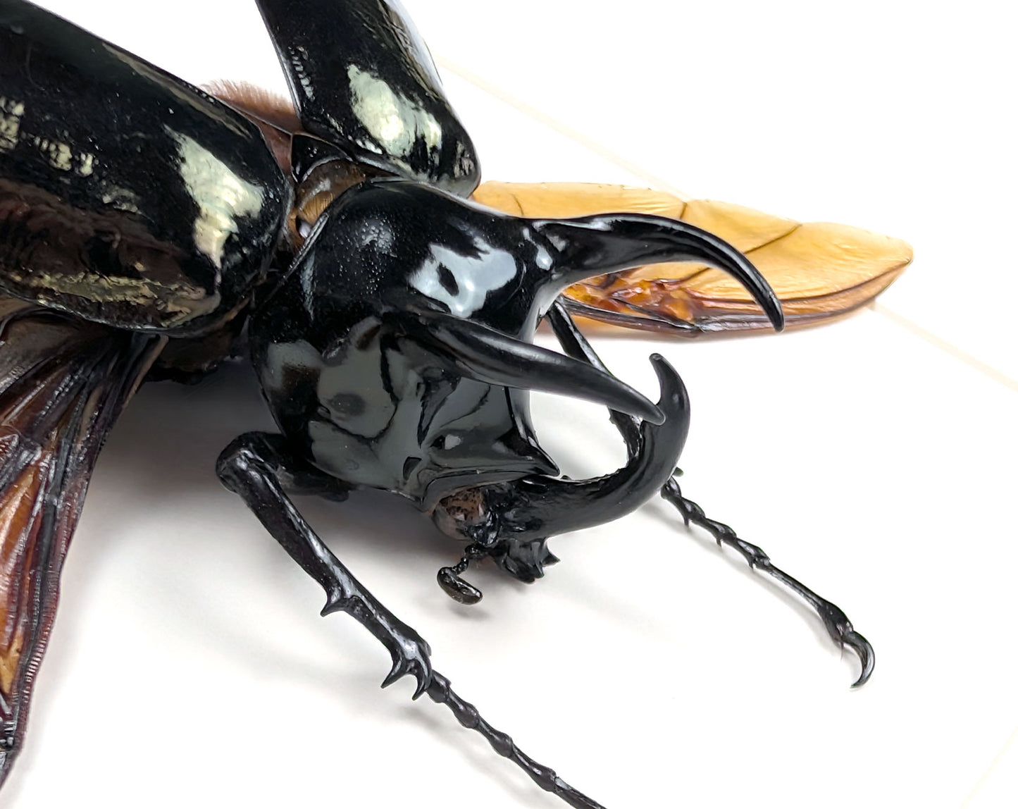 Chalcosoma atlas – Nashornkäfer im Rahmen