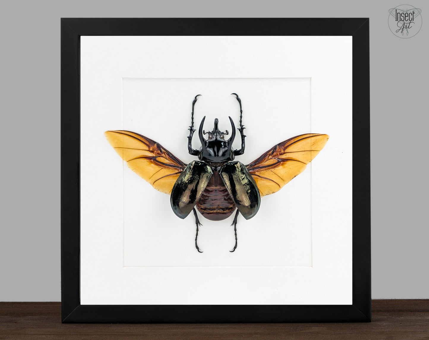 Chalcosoma atlas – Nashornkäfer im Rahmen