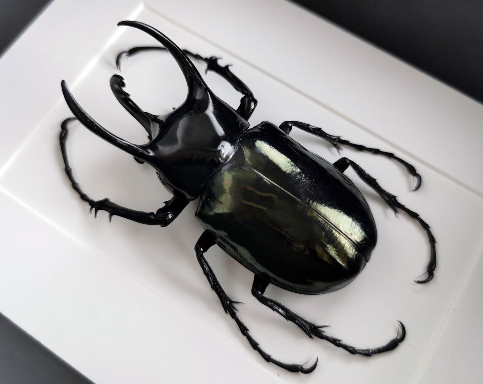 Chalcosoma atlas ♂  Käfer InsectArt