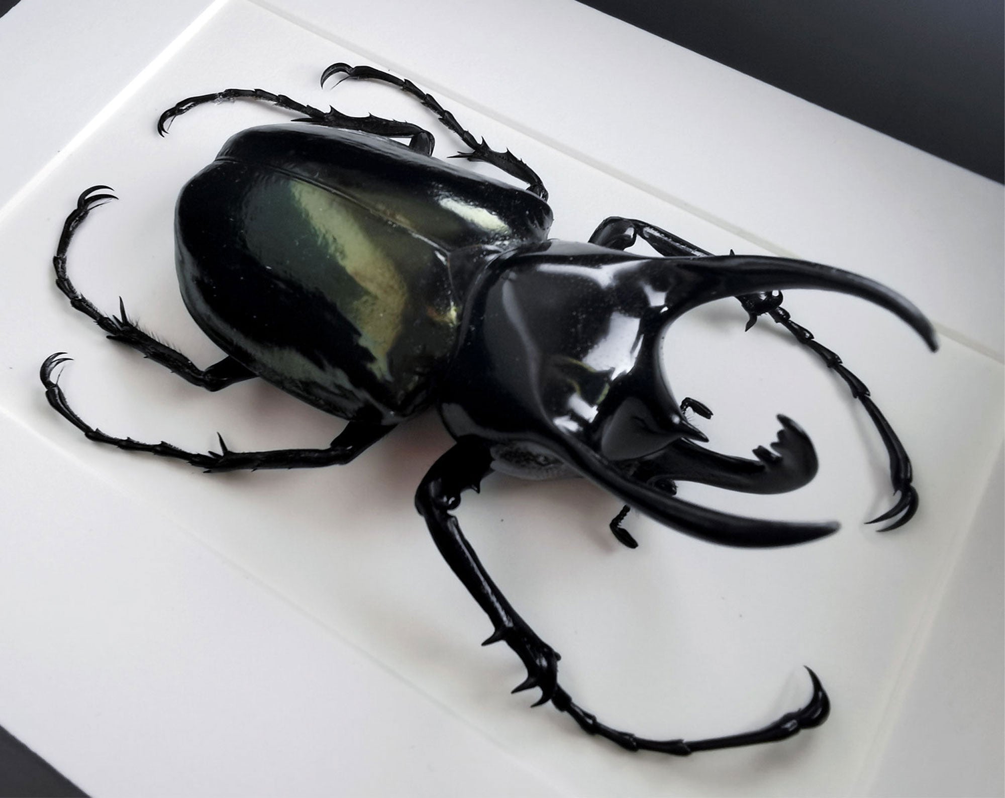 Chalcosoma atlas ♂  Käfer InsectArt