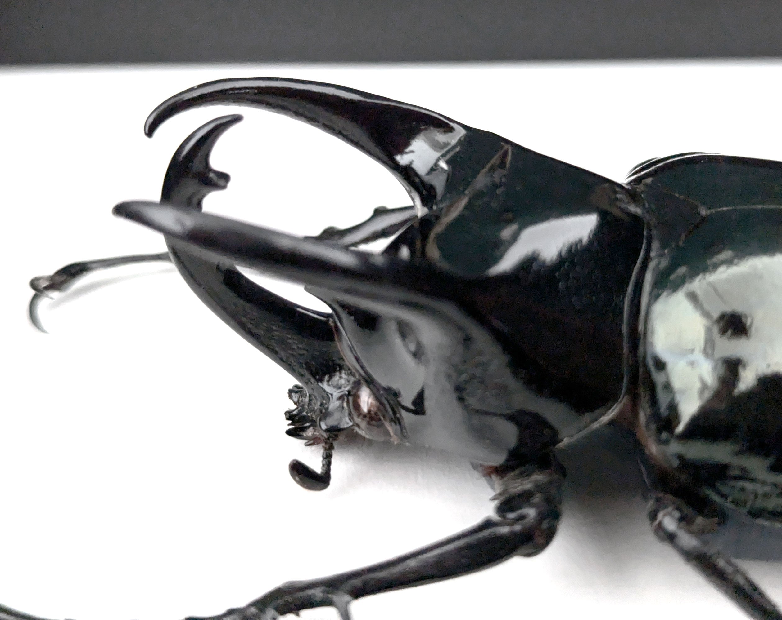 Chalcosoma atlas ♂  Käfer InsectArt