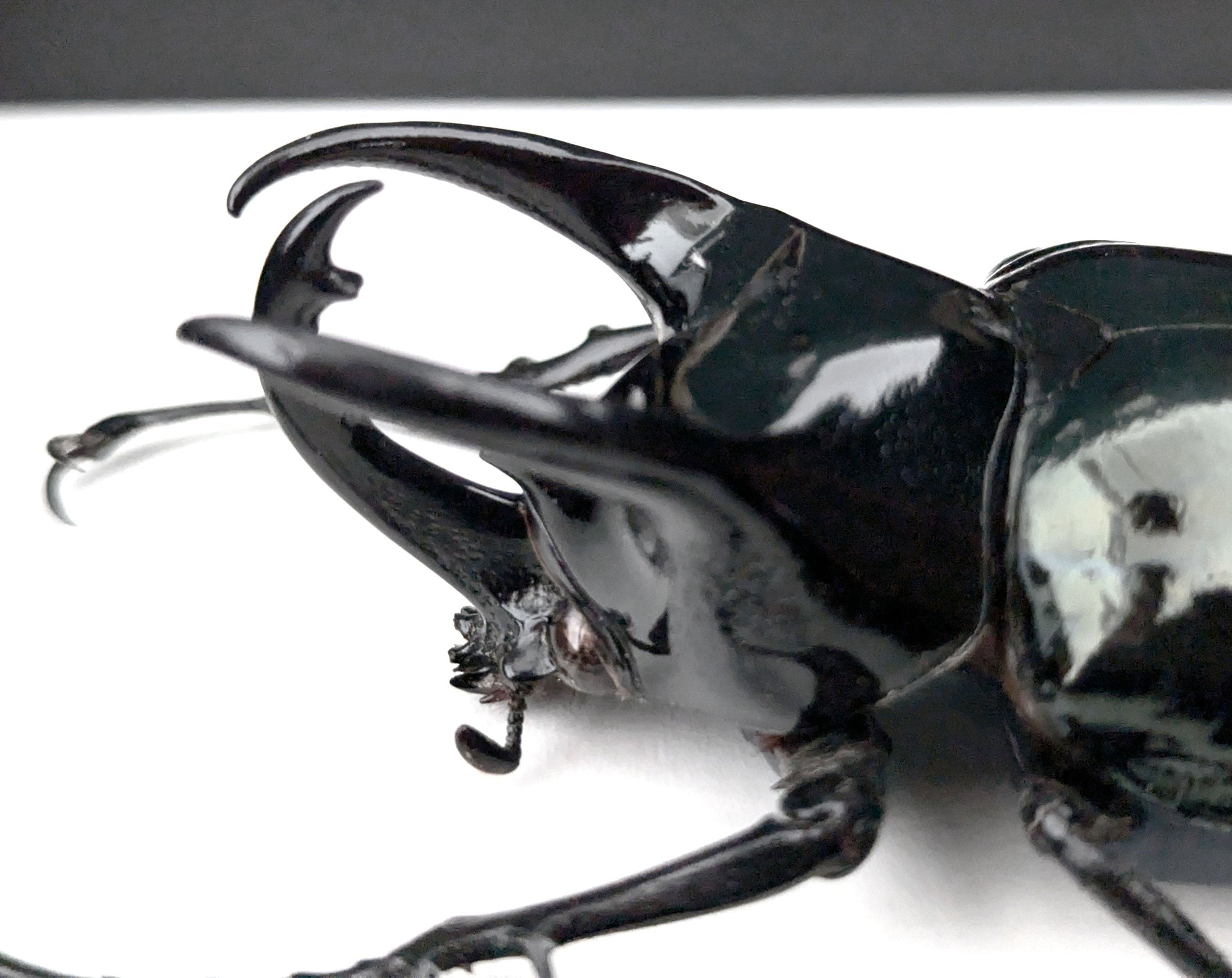 Chalcosoma atlas ♂  Käfer InsectArt