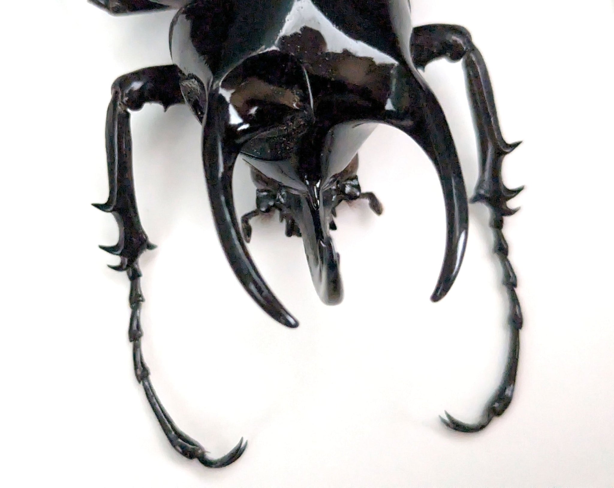 Chalcosoma atlas ♂  Käfer InsectArt