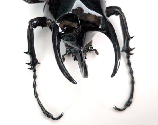 Atlas de Chalcosoma ♂