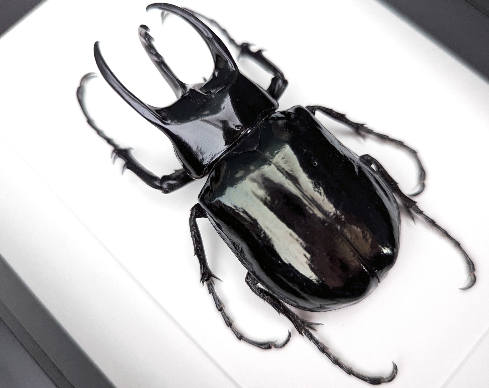 Chalcosoma atlas ♂  Käfer InsectArt