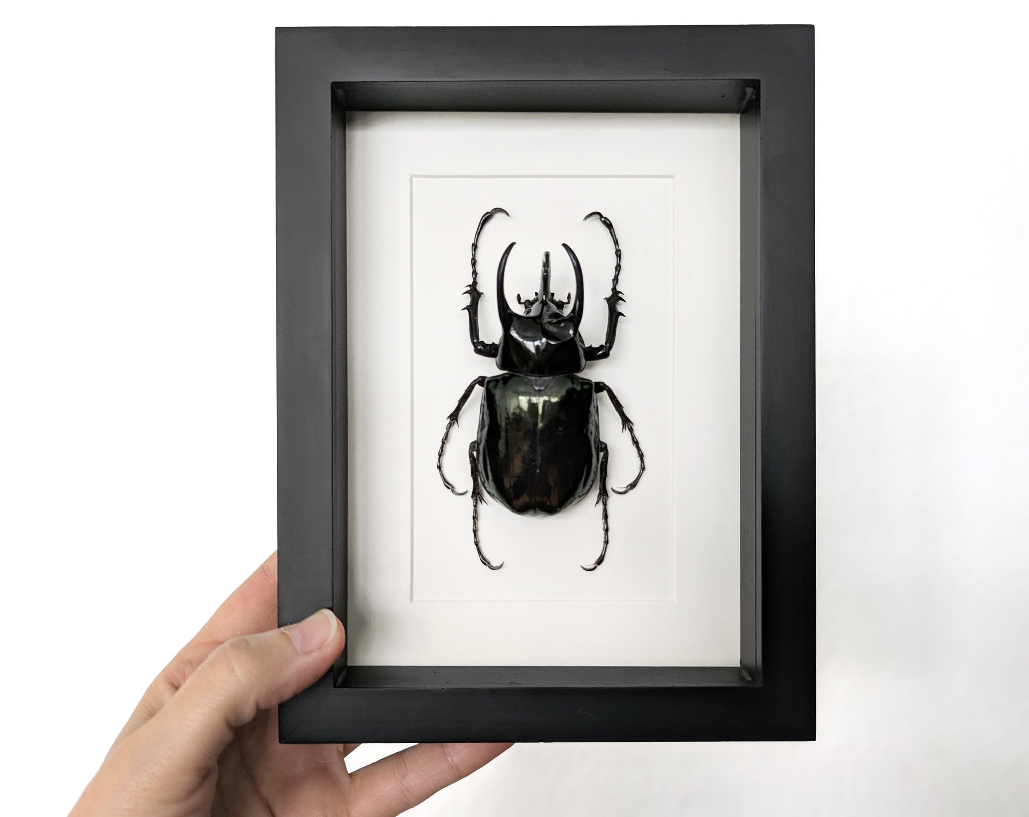 Chalcosoma atlas ♂  Käfer InsectArt