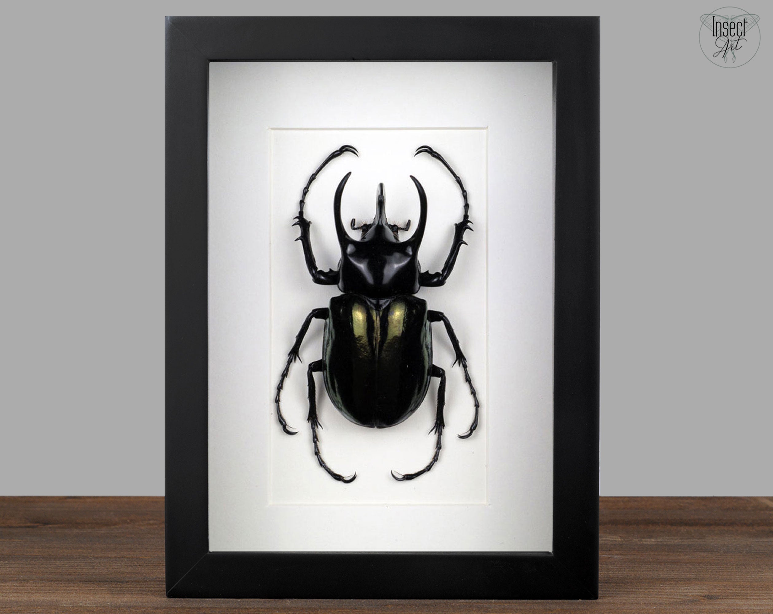 Chalcosoma atlas ♂  Käfer InsectArt