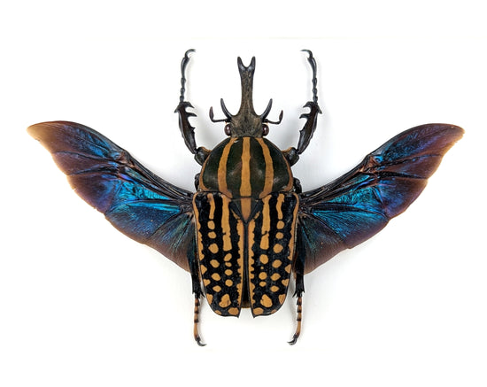 Chelorrhina savagei ♂