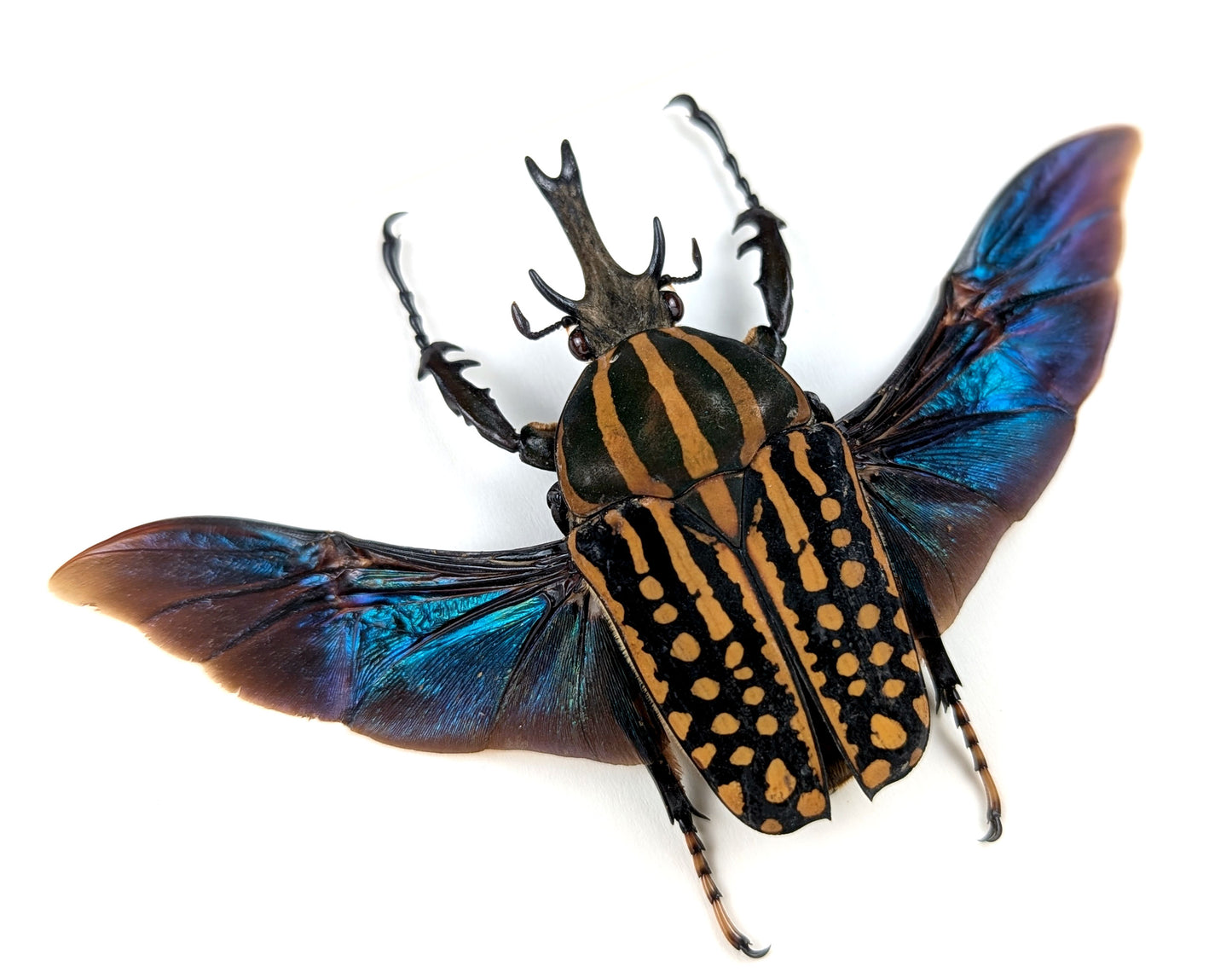 Chelorrhina savagei ♂