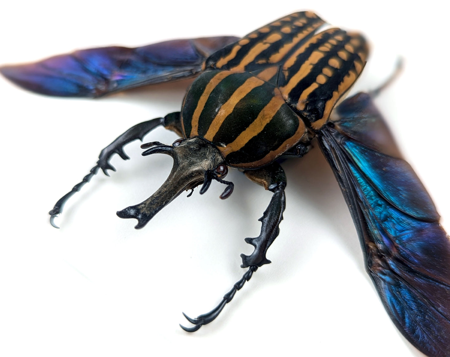Chelorrhina savagei ♂