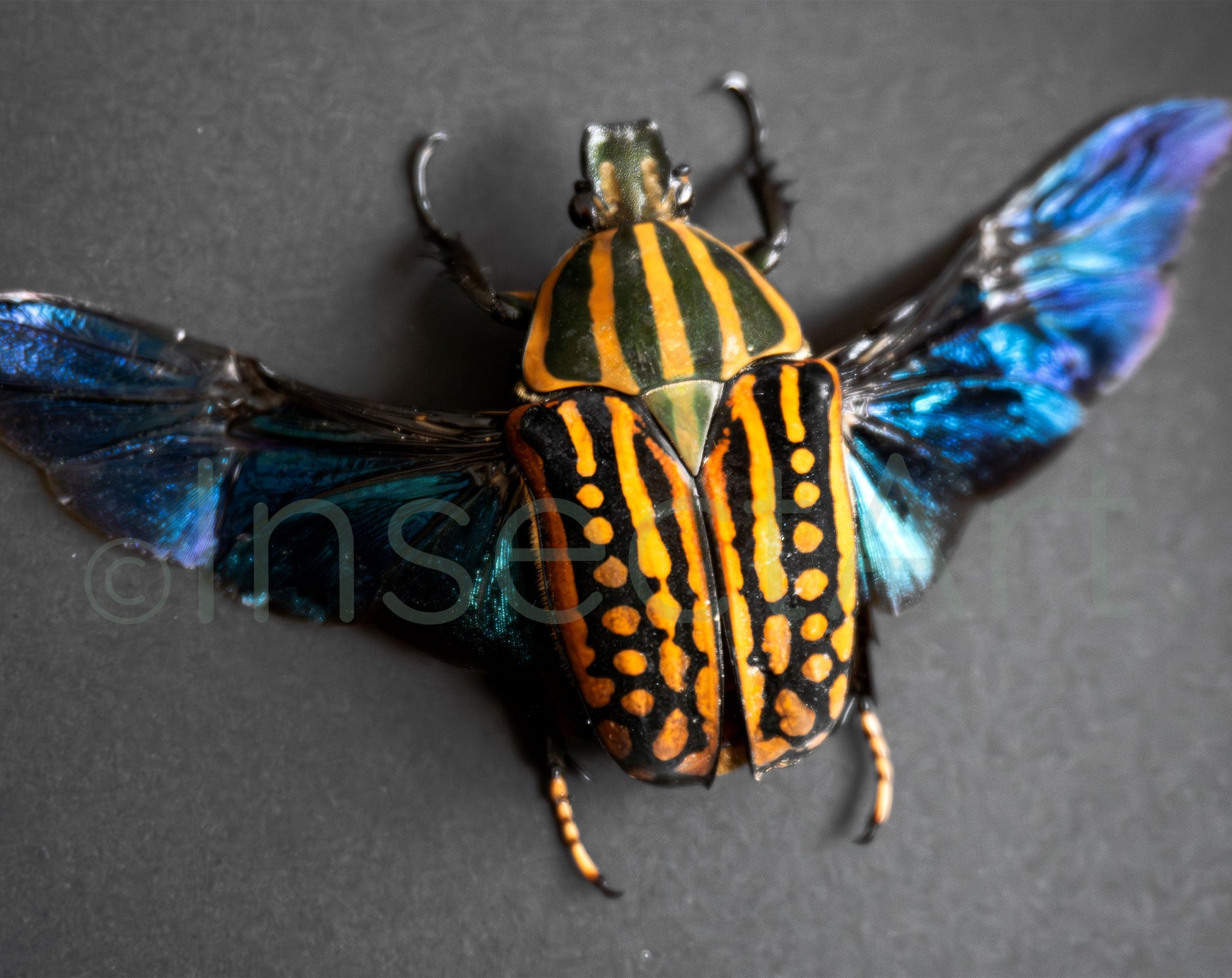 Chelorrhina savagei ♂♀  Käfer InsectArt