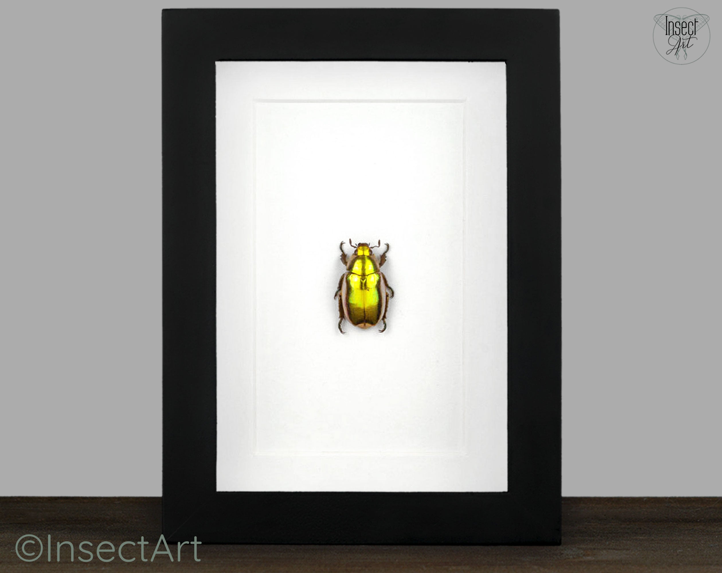 Chrysina resplendens  Käfer InsectArt