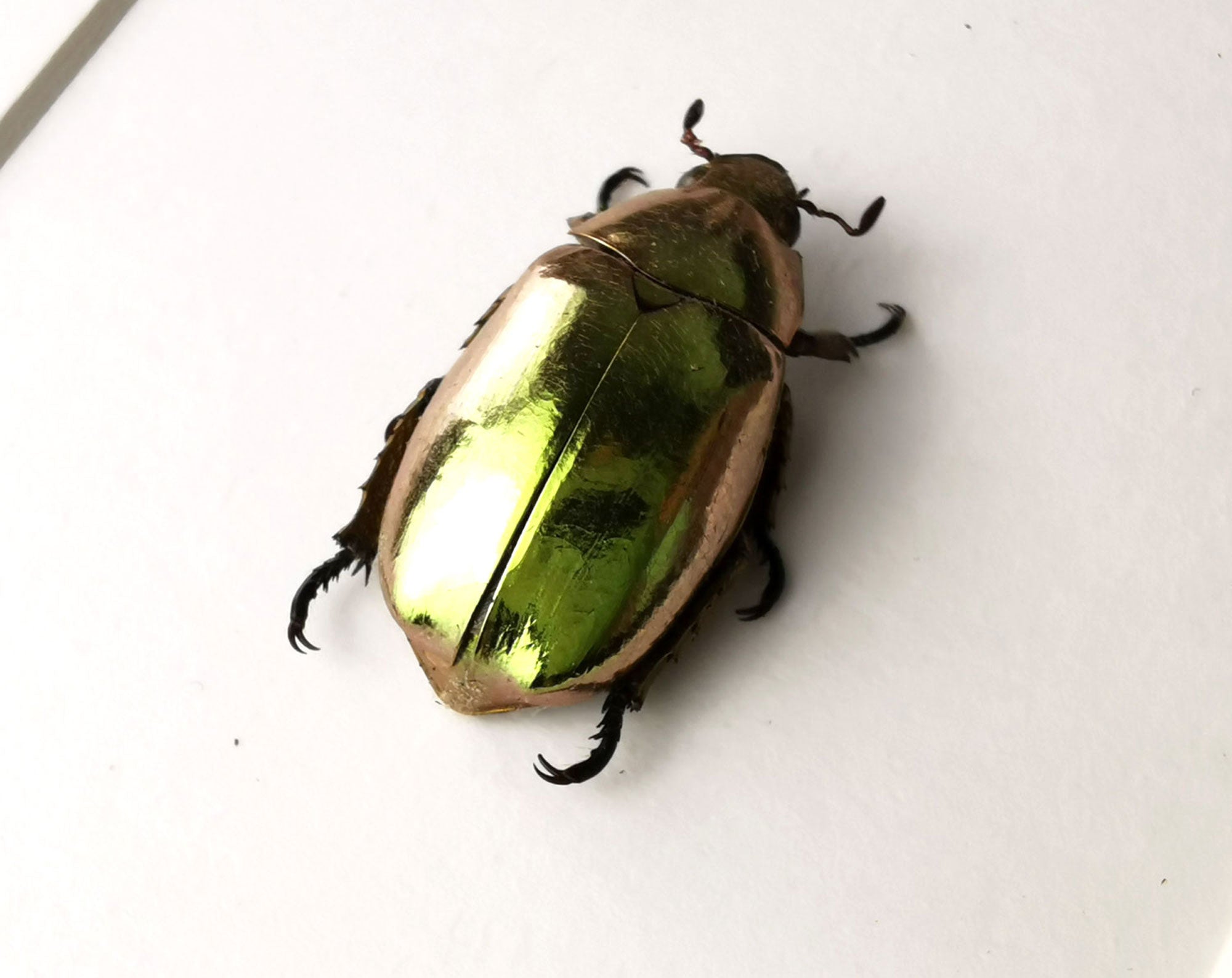 Chrysina resplendens  Käfer InsectArt