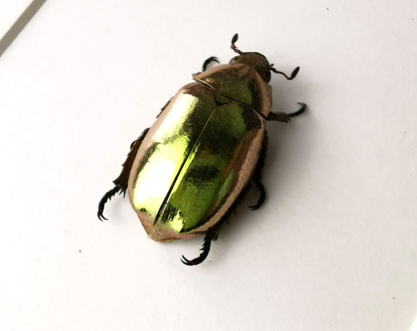 Chrysina resplendit