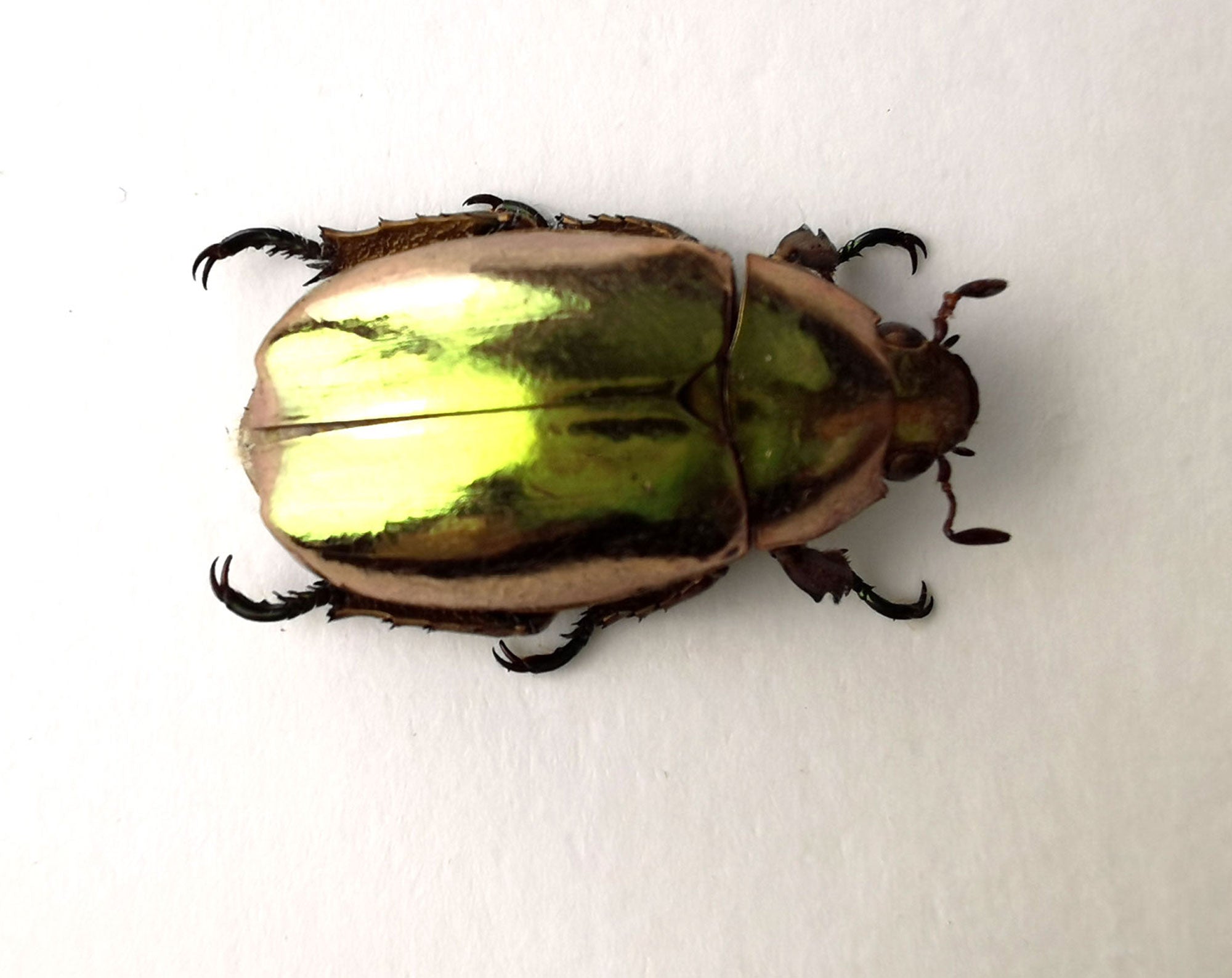 Chrysina resplendens  Käfer InsectArt
