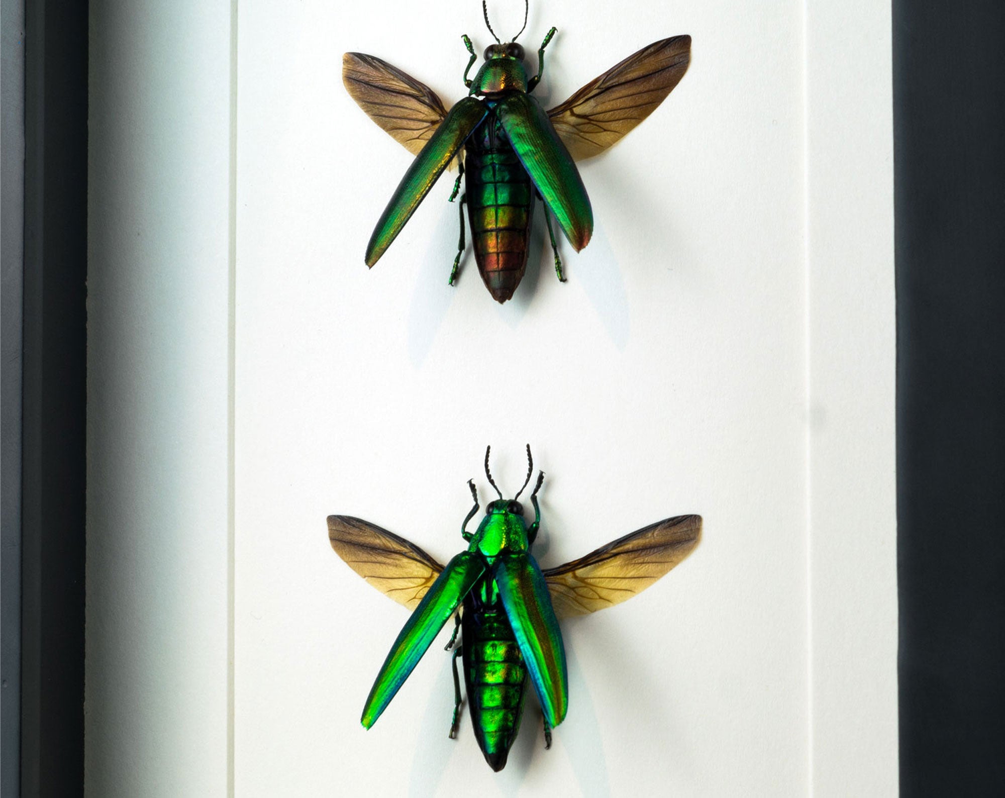 Chrysochroa aurora & vittata  Käfer InsectArt