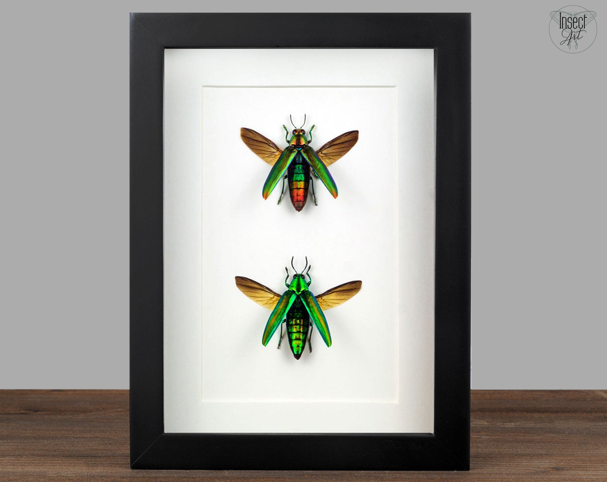Chrysochroa aurora & vittata  Käfer InsectArt