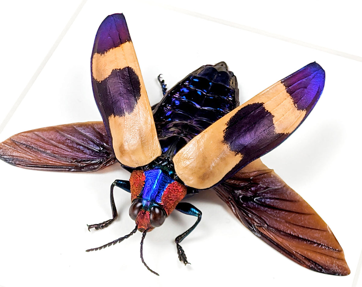 Chrysochroa buqueti – Bunter Prachtkäfer im Rahmen