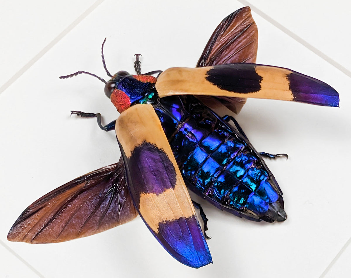 Chrysochroa buqueti – Bunter Prachtkäfer im Rahmen