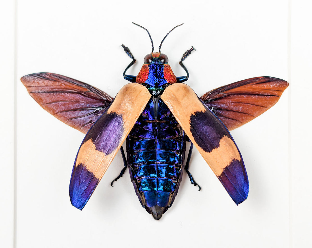 Chrysochroa buqueti – Bunter Prachtkäfer im Rahmen