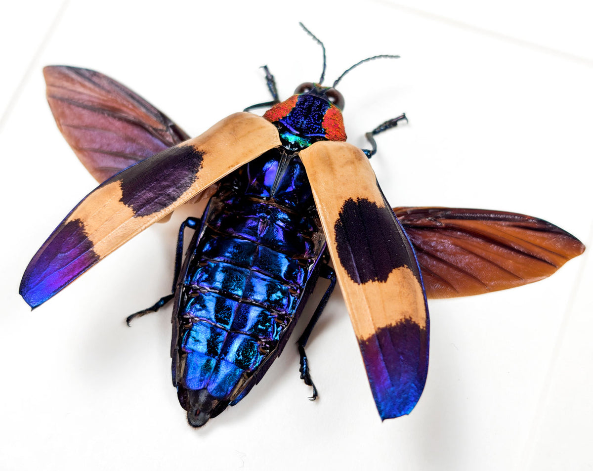 Chrysochroa buqueti – Bunter Prachtkäfer im Rahmen
