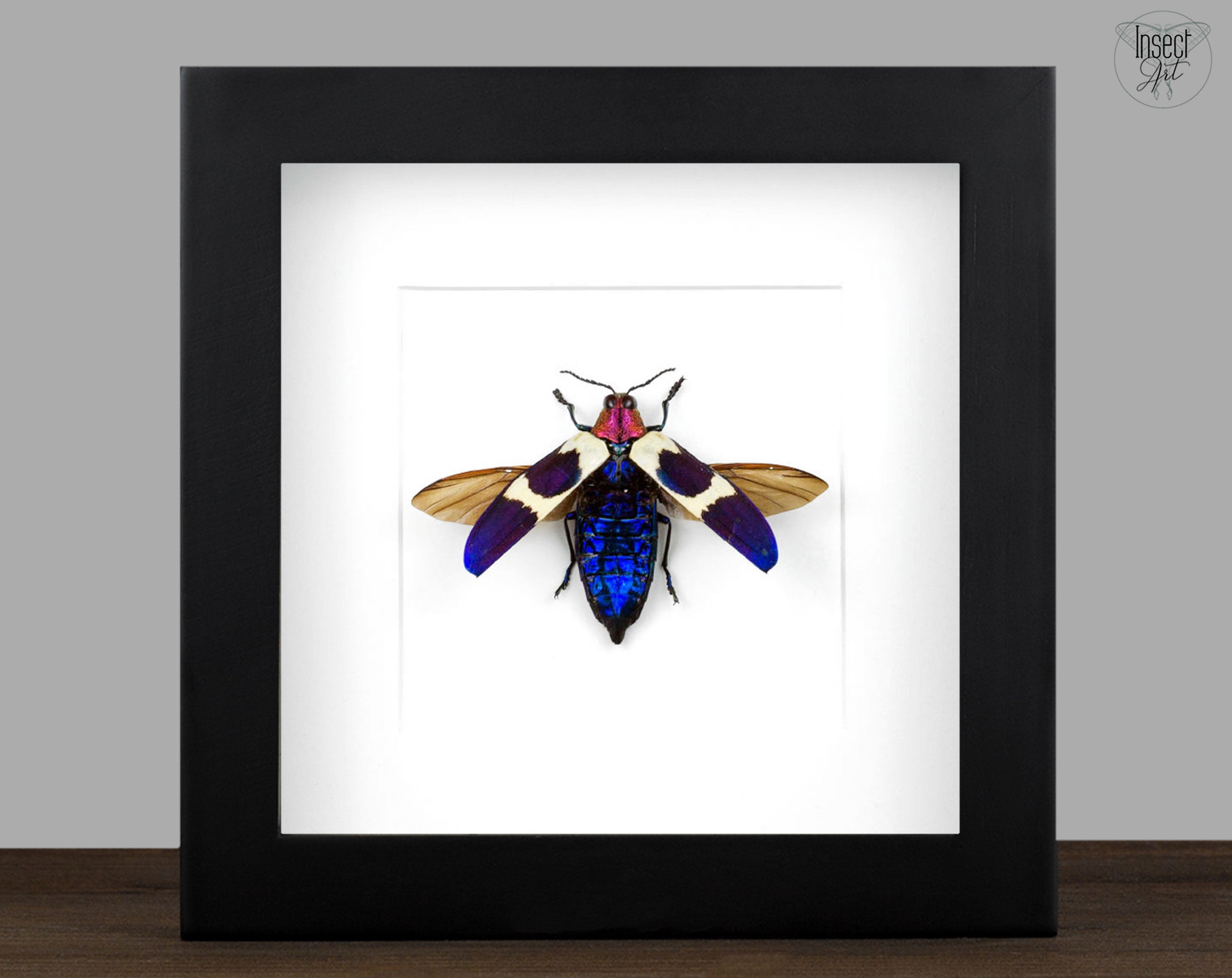 Chrysochroa rugicollis  Käfer InsectArt