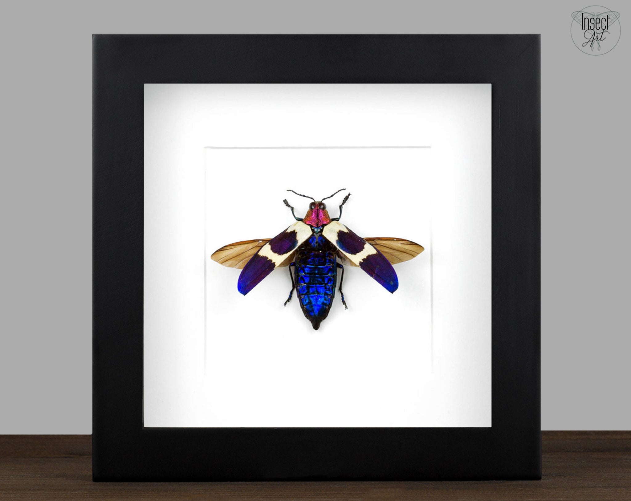 Chrysochroa rugicollis  Käfer InsectArt