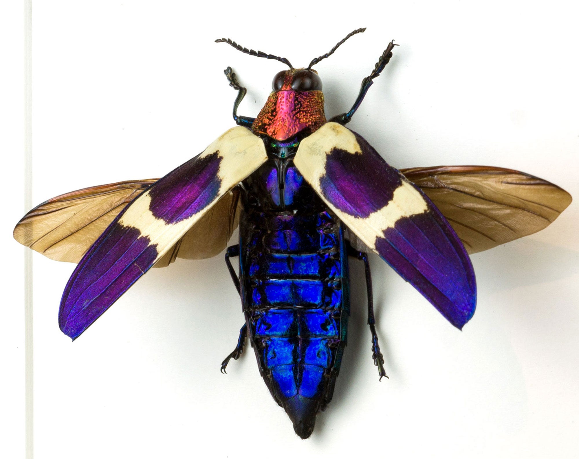 Chrysochroa rugicollis  Käfer InsectArt