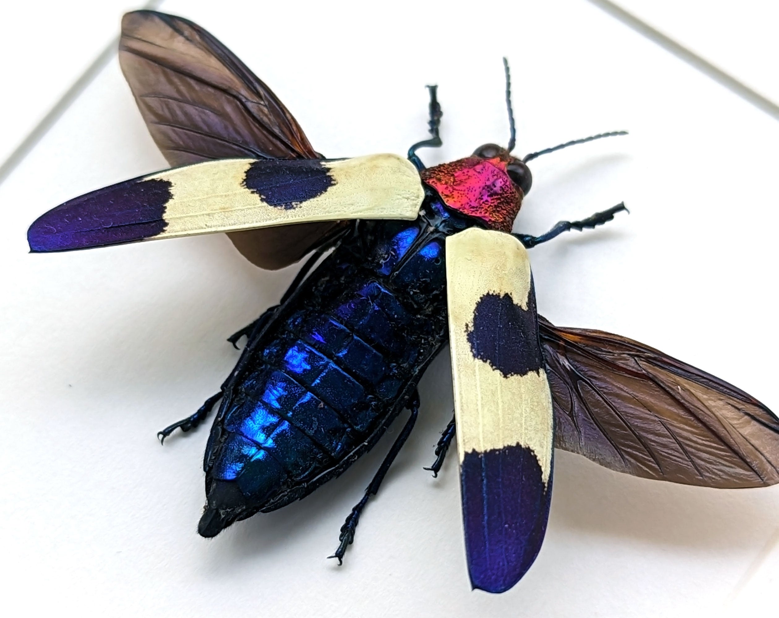 Chrysochroa rugicollis  Käfer InsectArt