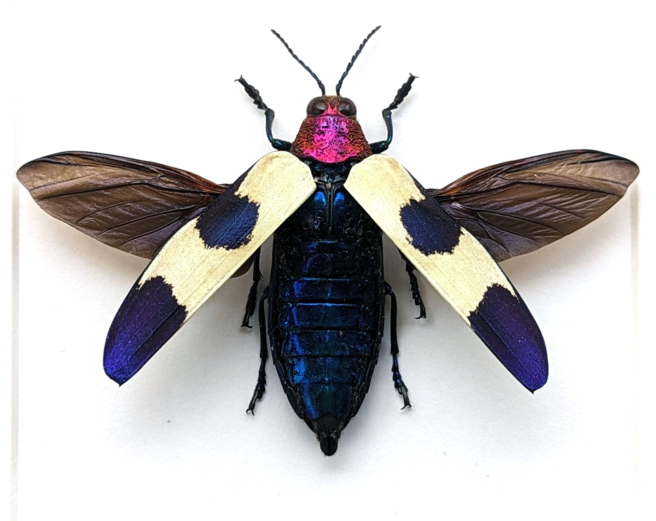 Chrysochroa rugicollis  Käfer InsectArt