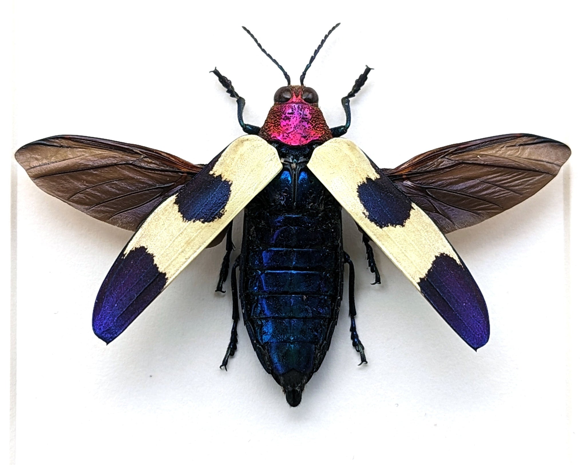 Chrysochroa rugicollis  Käfer InsectArt