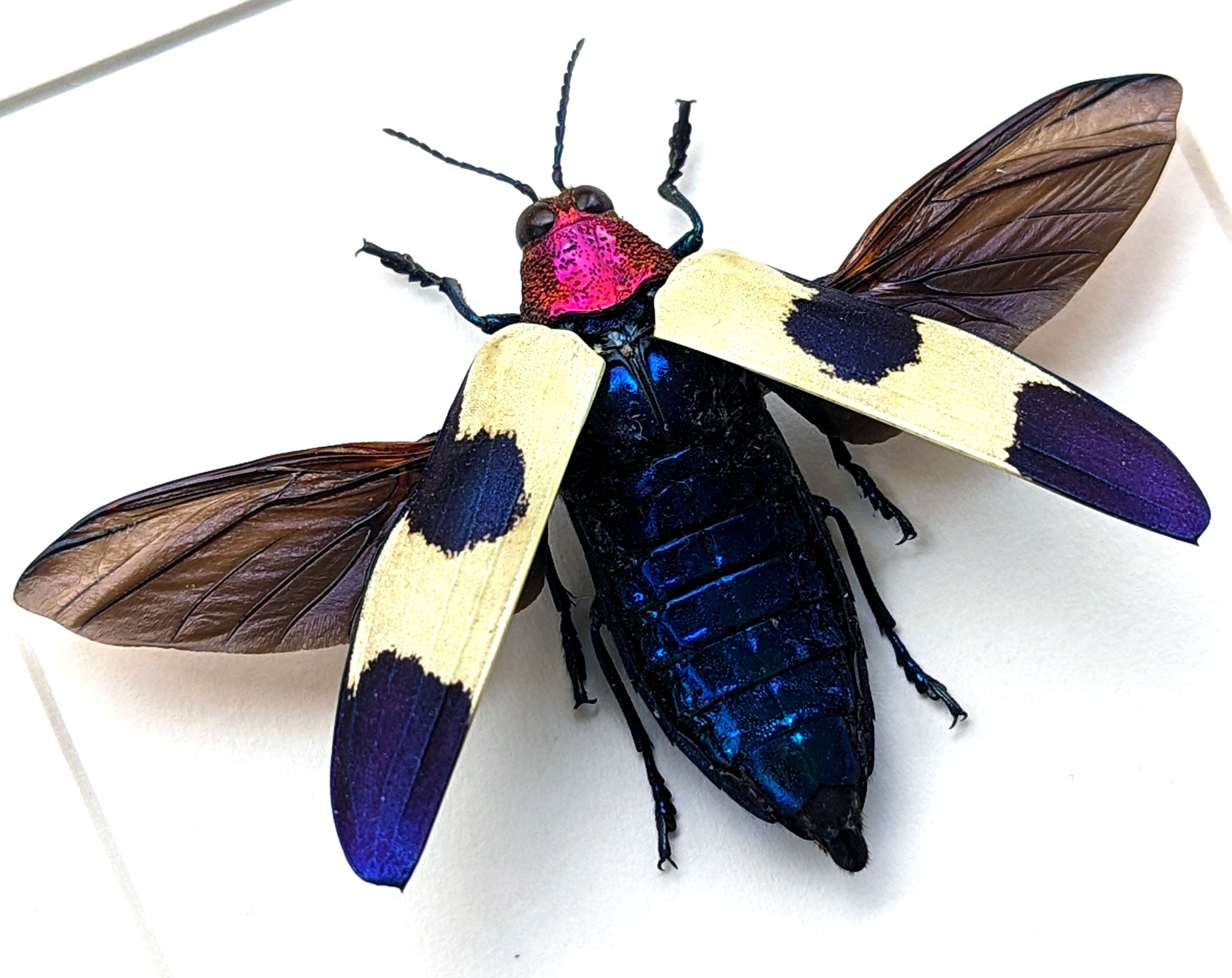 Chrysochroa rugicollis  Käfer InsectArt