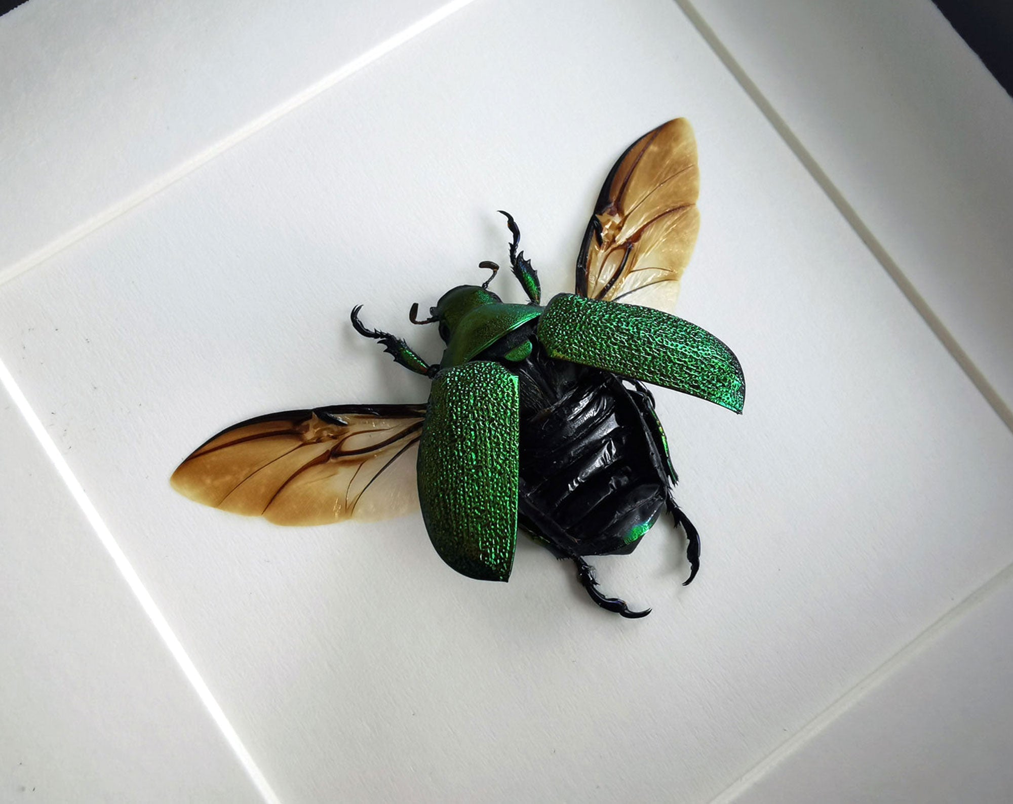 Chrysophora chrysochlora ♀  Käfer InsectArt