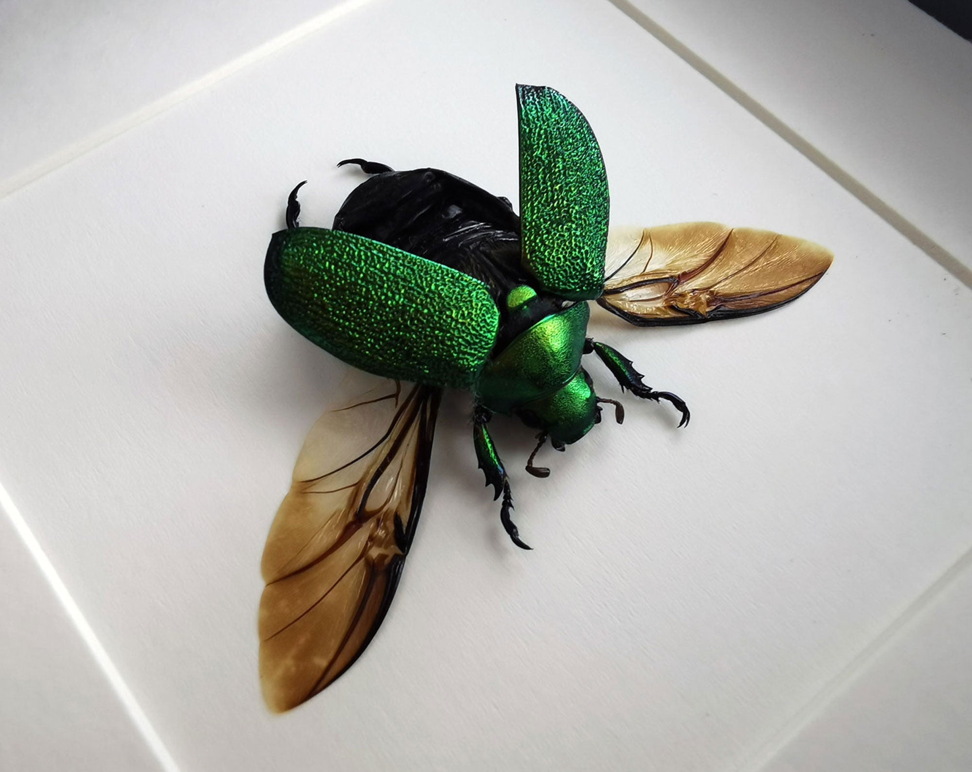 Chrysophora chrysochlora ♀  Käfer InsectArt