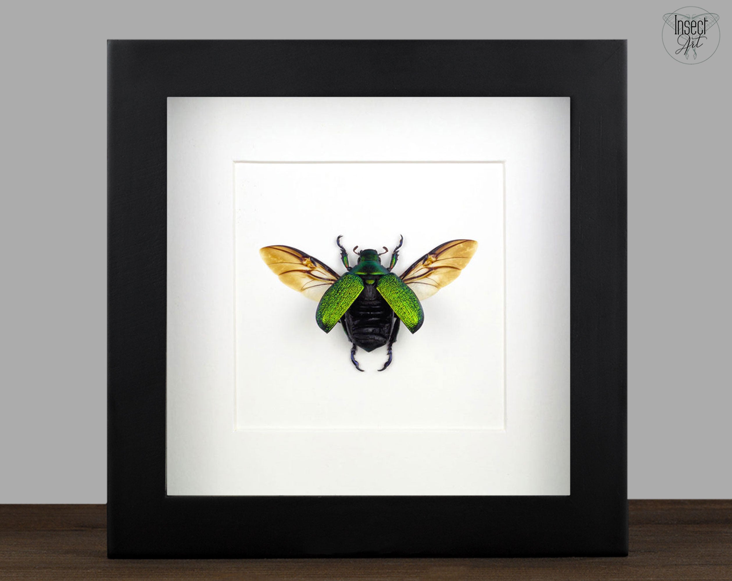 Chrysophora chrysochlora ♀  Käfer InsectArt