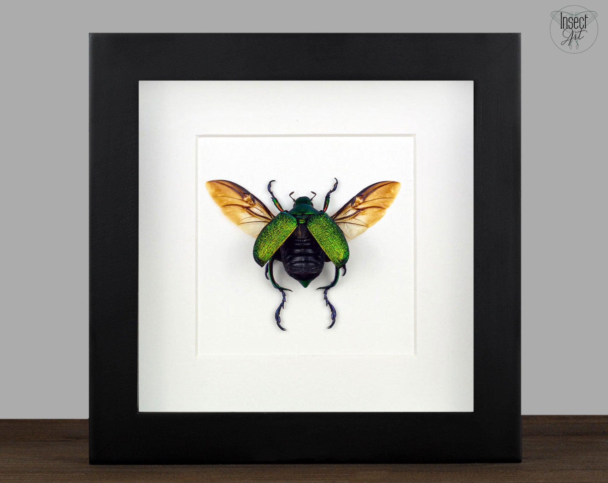 Chrysophora chrysochlora ♂  Käfer InsectArt
