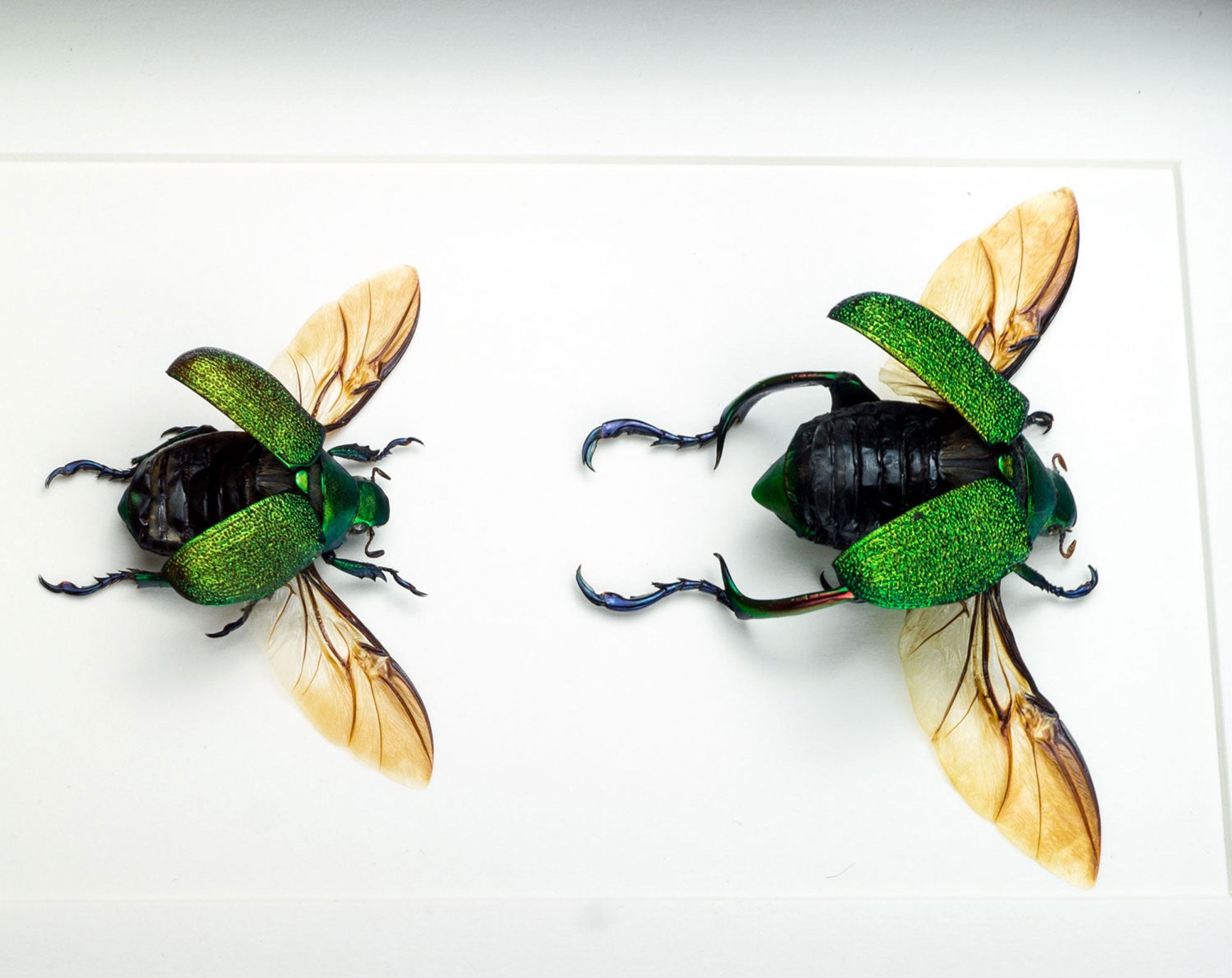 Chrysophora chrysochlora ♂♀  Käfer InsectArt