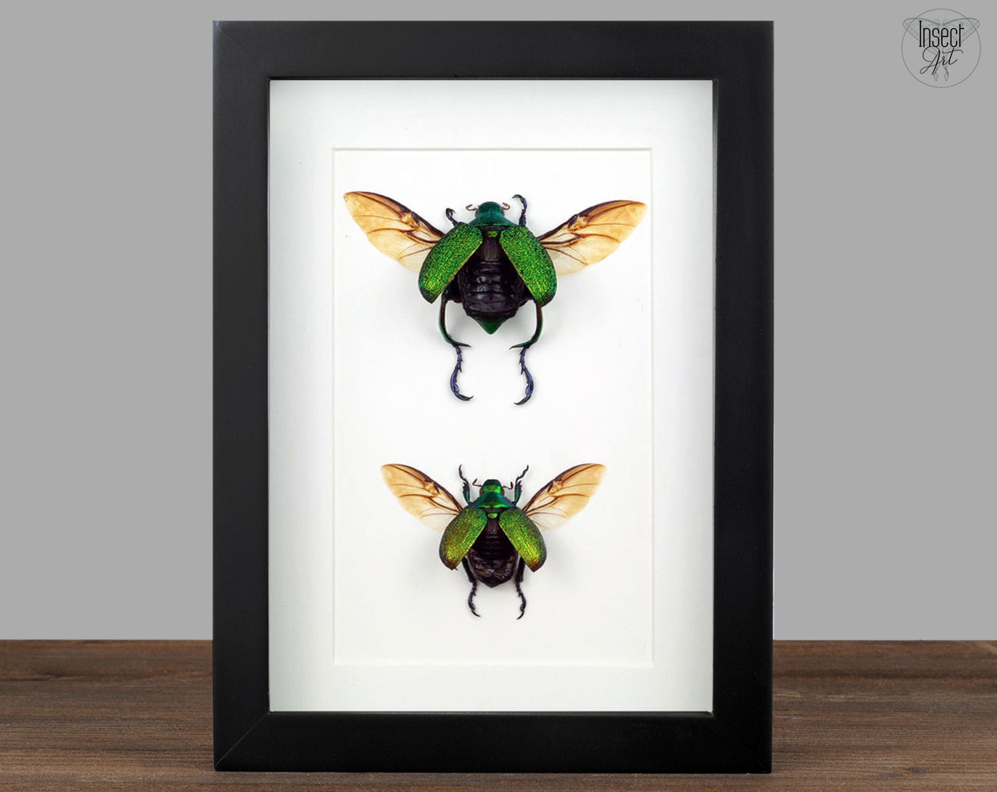Chrysophora chrysochlora ♂♀  Käfer InsectArt