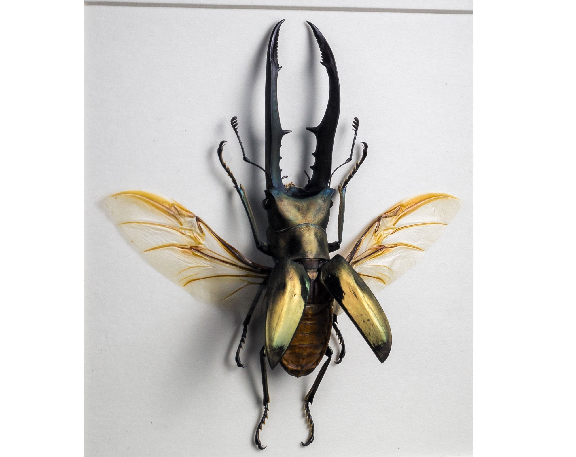 Cyclommatus metallifer ♂  Käfer InsectArt