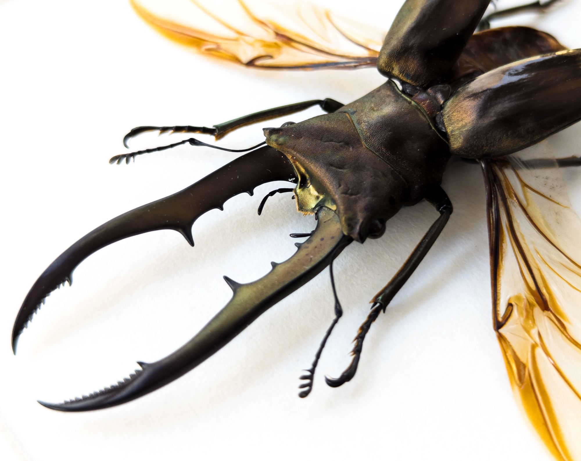Cyclommatus metallifer ♂  Käfer InsectArt