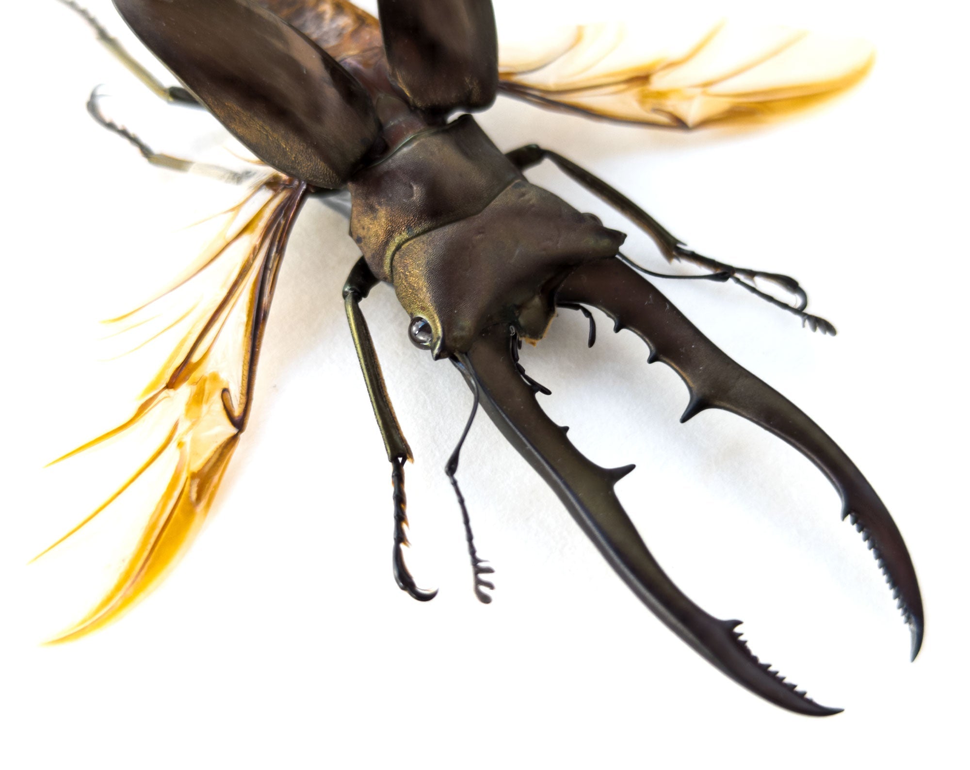 Cyclommatus metallifer ♂  Käfer InsectArt
