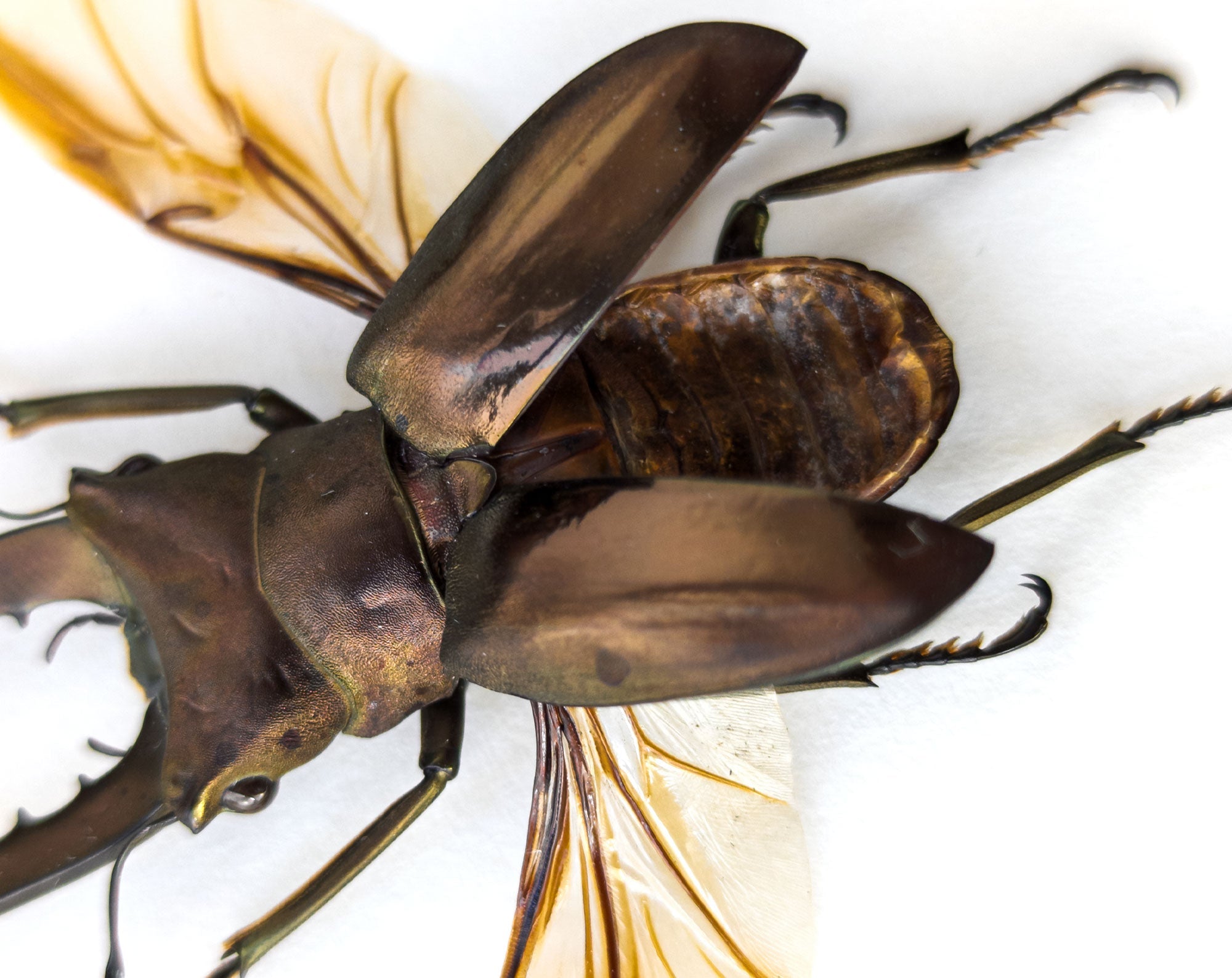Cyclommatus metallifer ♂  Käfer InsectArt