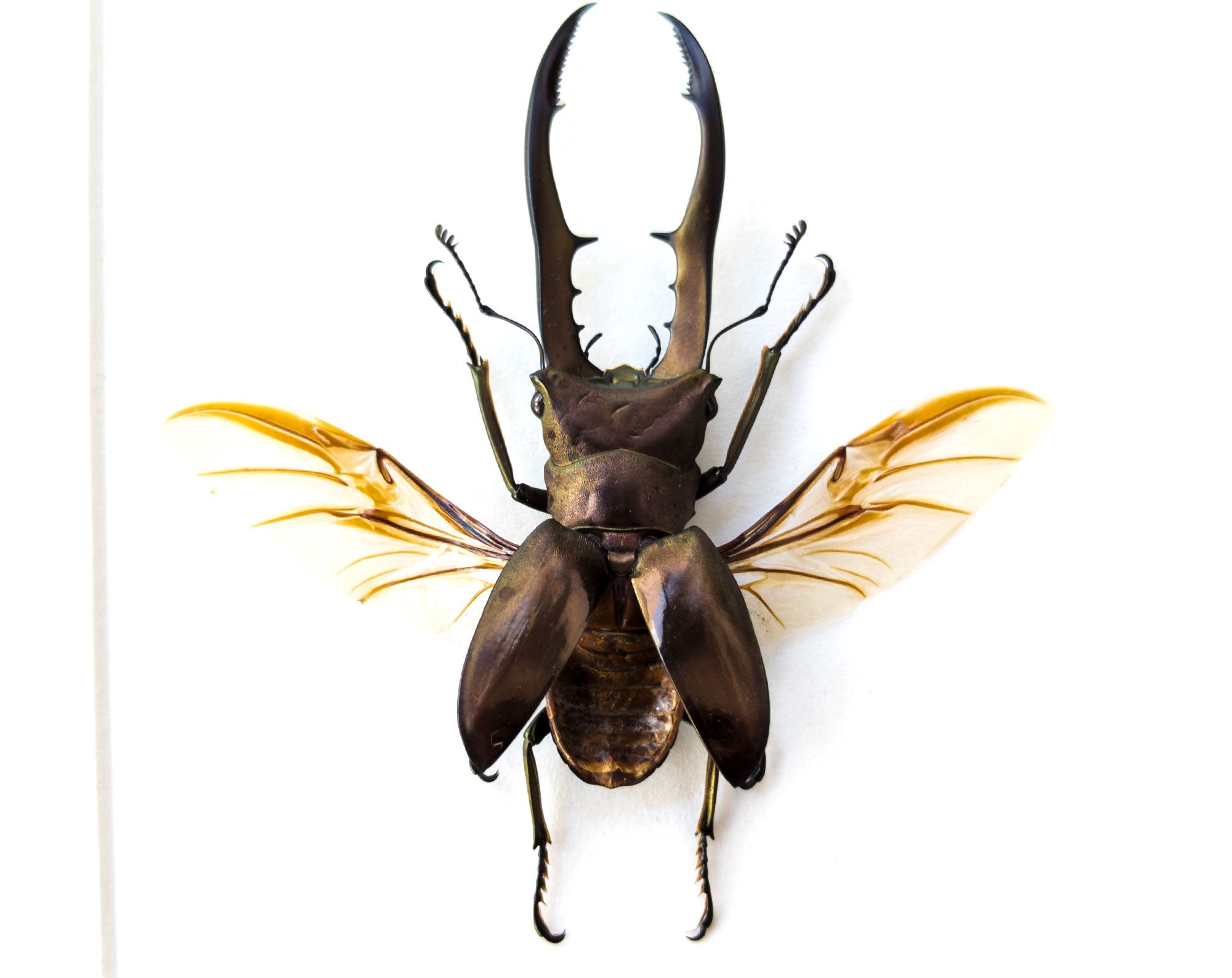 Cyclommatus metallifer ♂  Käfer InsectArt