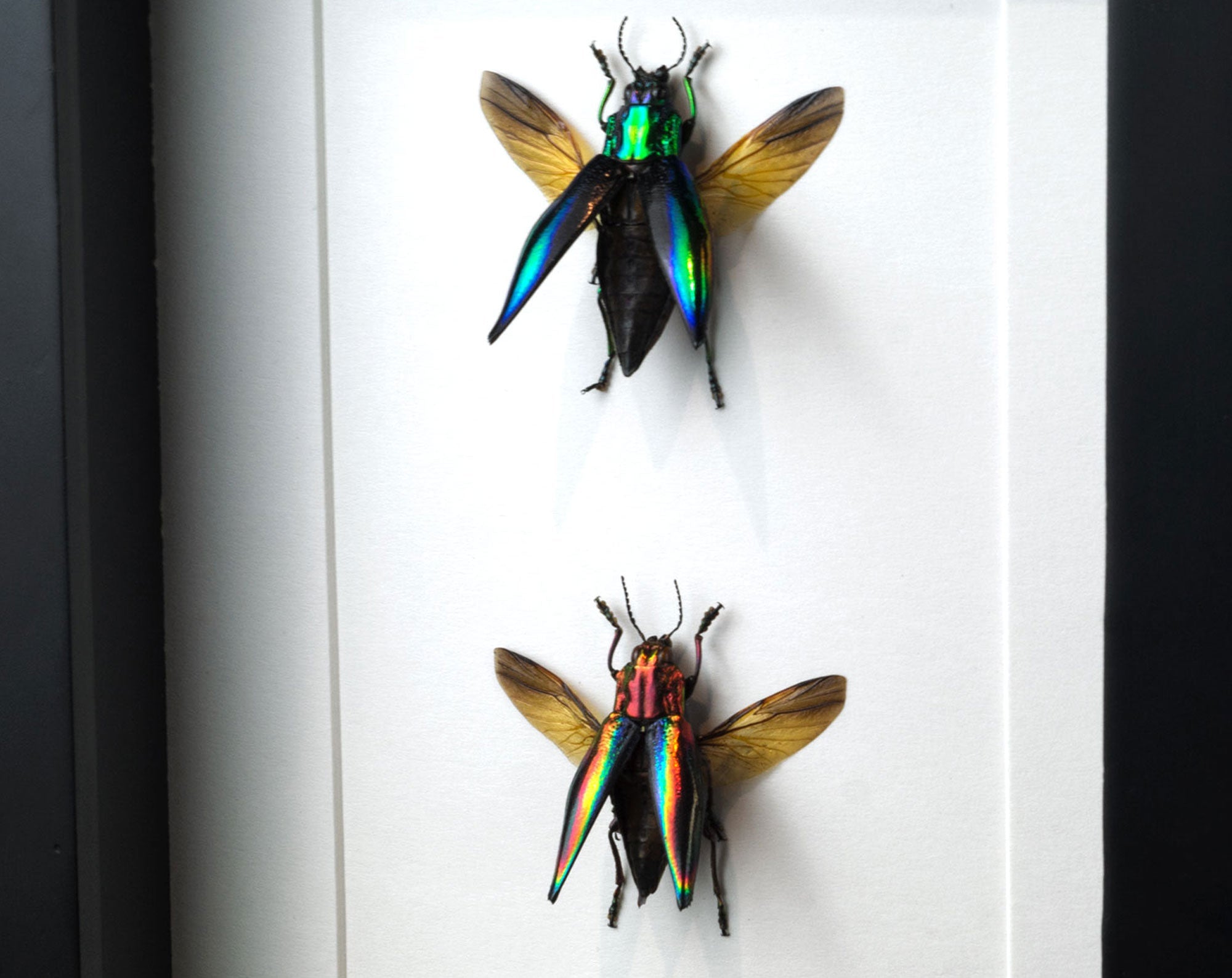Cyphogastra javanica & calepyga  Käfer InsectArt
