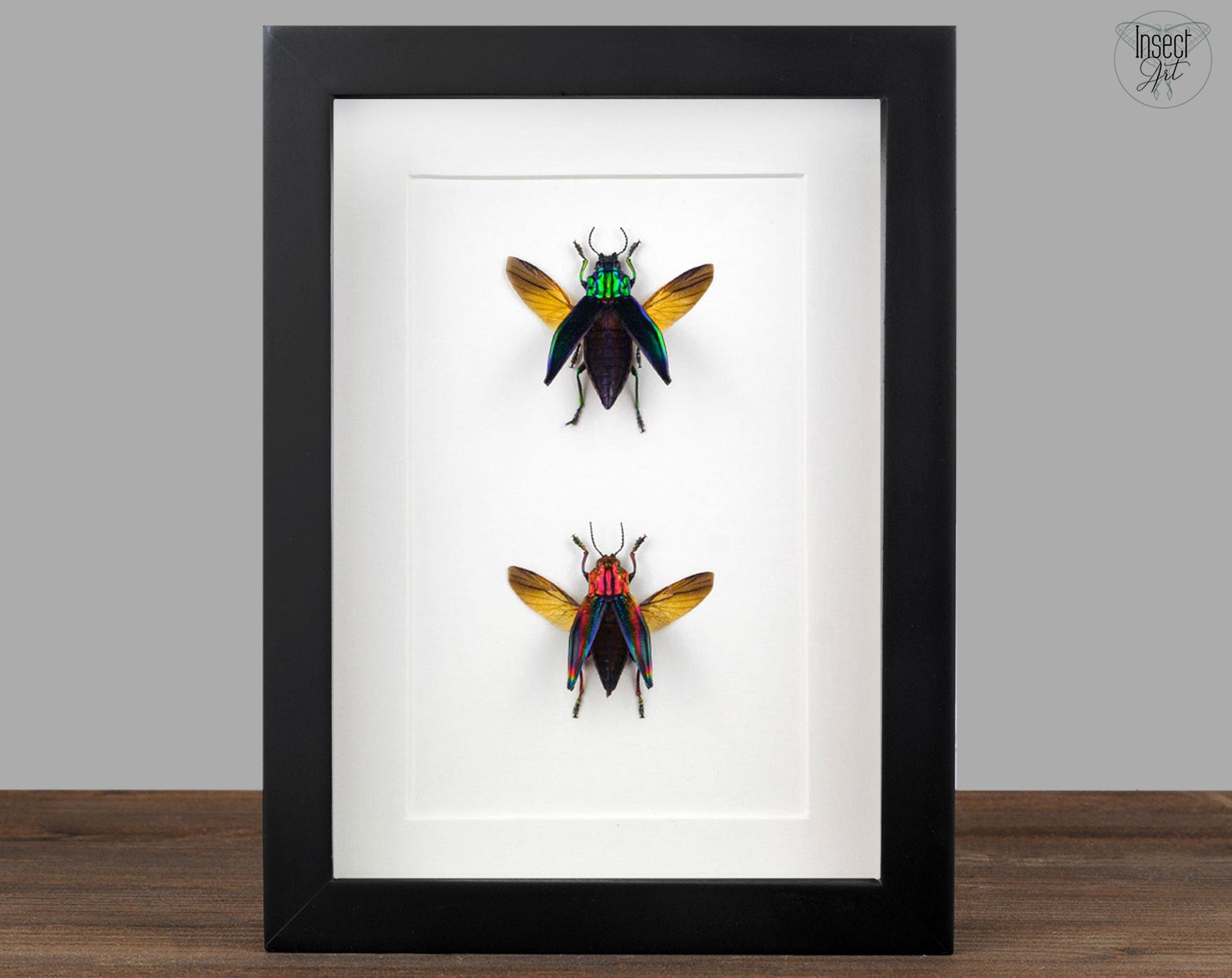 Cyphogastra javanica & calepyga  Käfer InsectArt