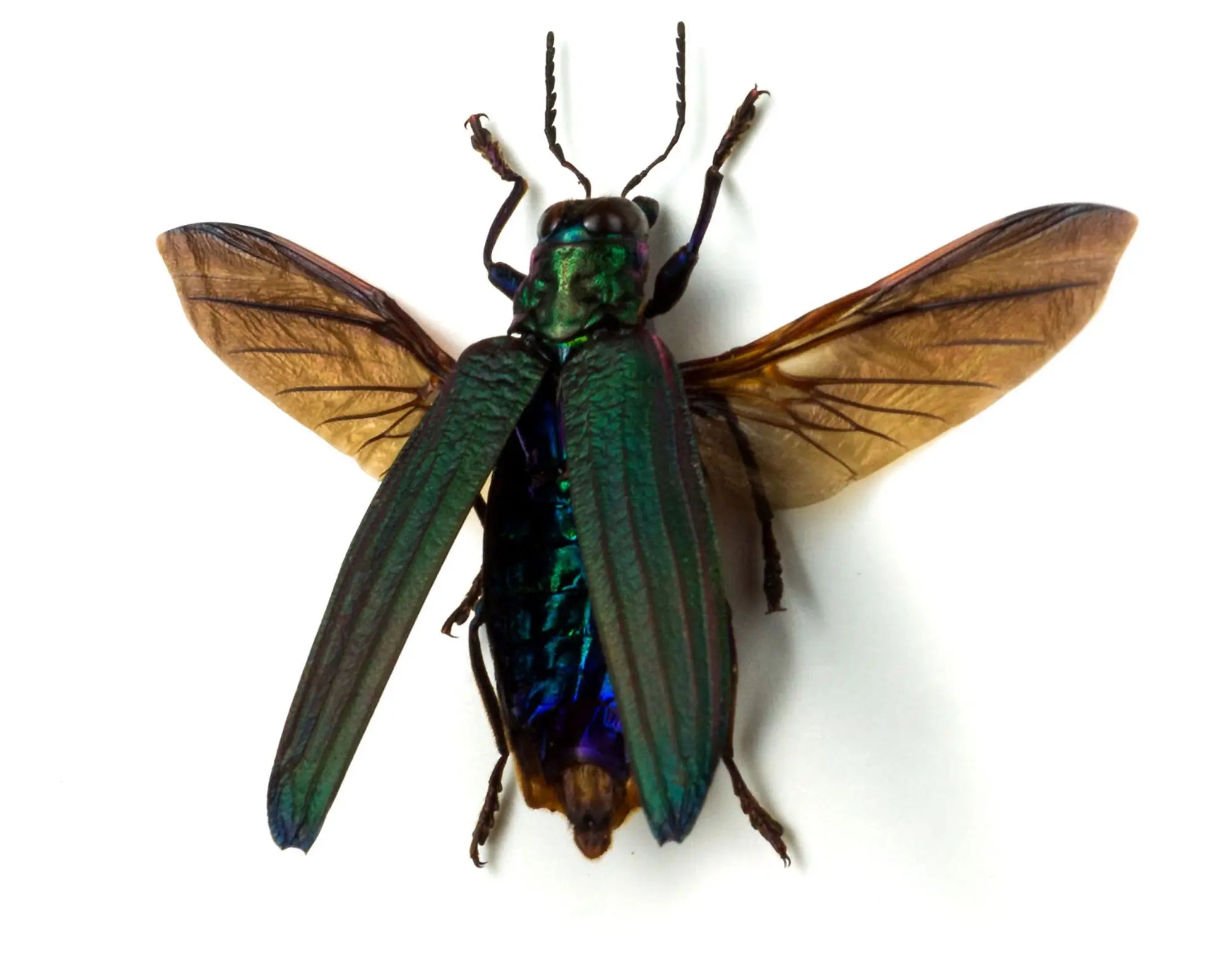 Demochroa detanii  Käfer InsectArt Käfer