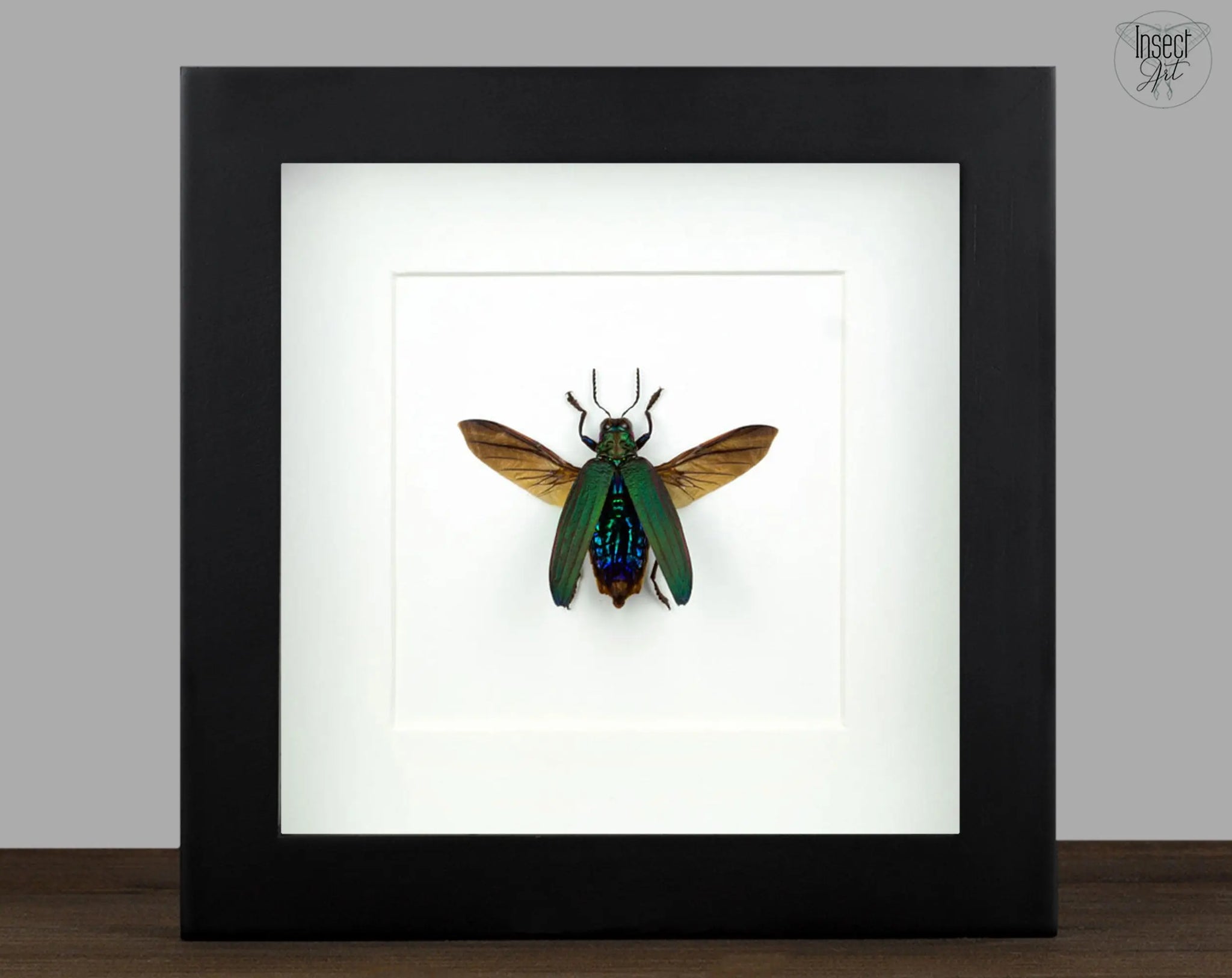 Demochroa detanii  Käfer InsectArt Käfer