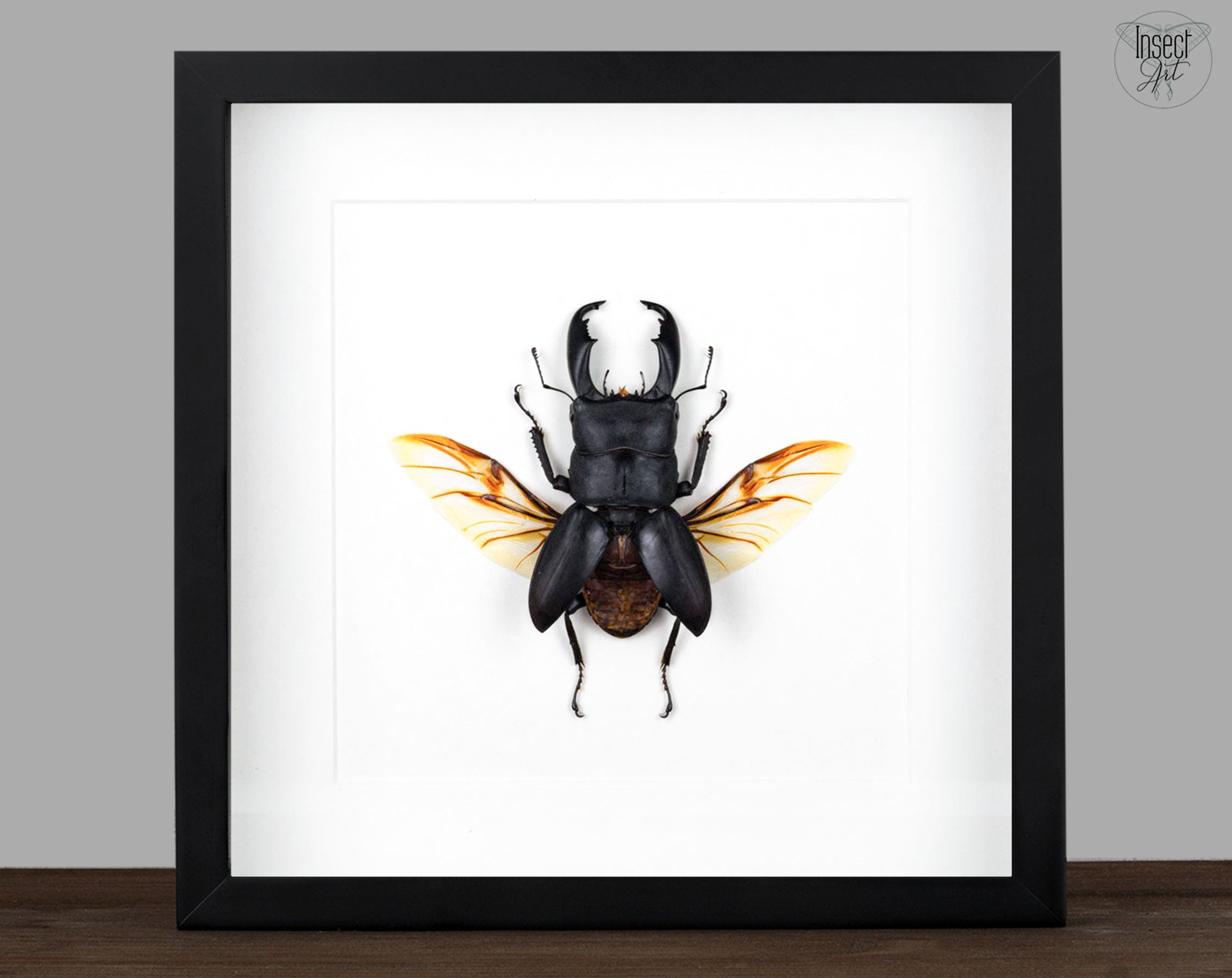 Dorcus titanus ♂