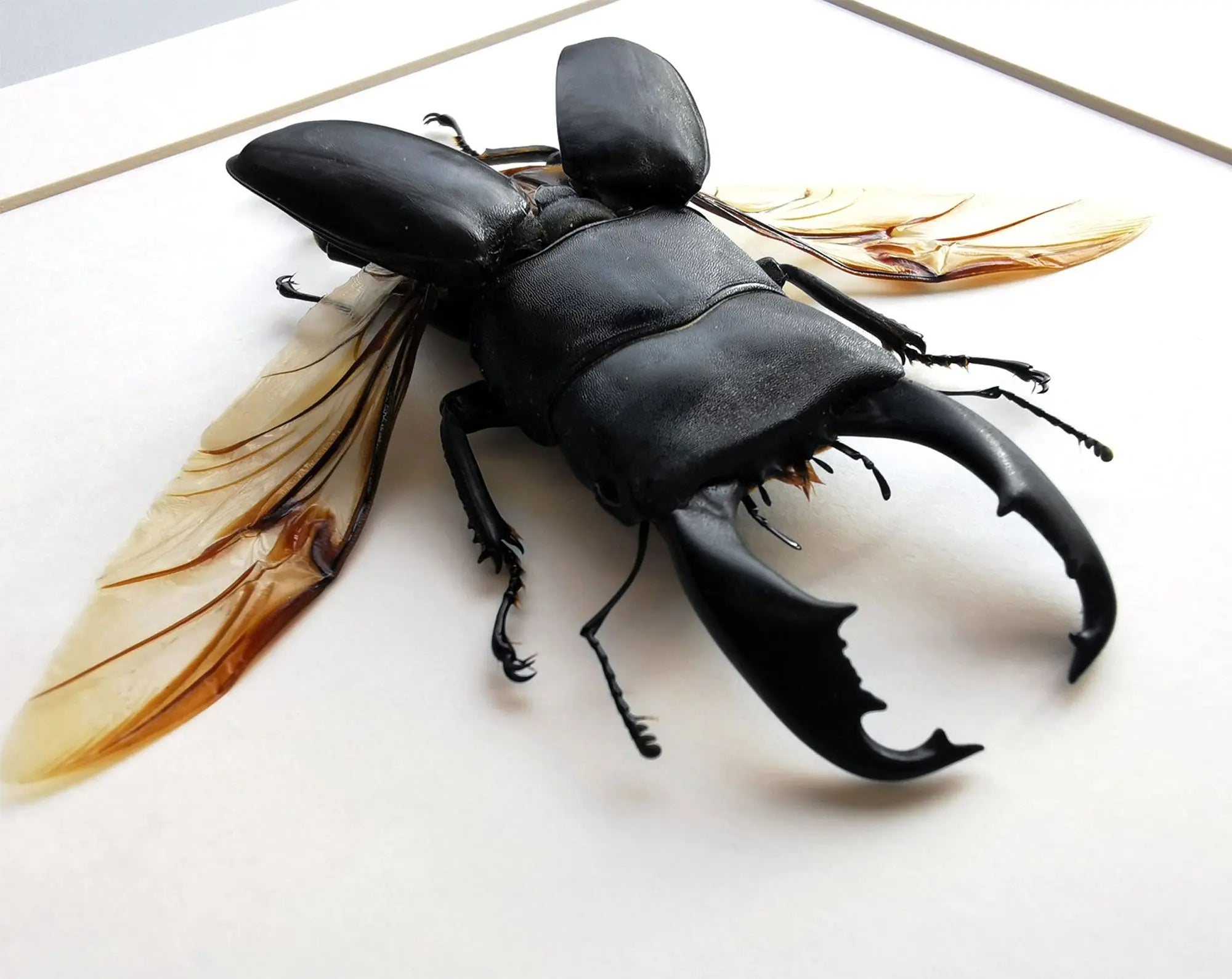 Dorcus titanus ♂  Käfer InsectArt Käfer